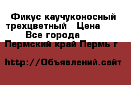 Фикус каучуконосный трехцветный › Цена ­ 500 - Все города  »    . Пермский край,Пермь г.